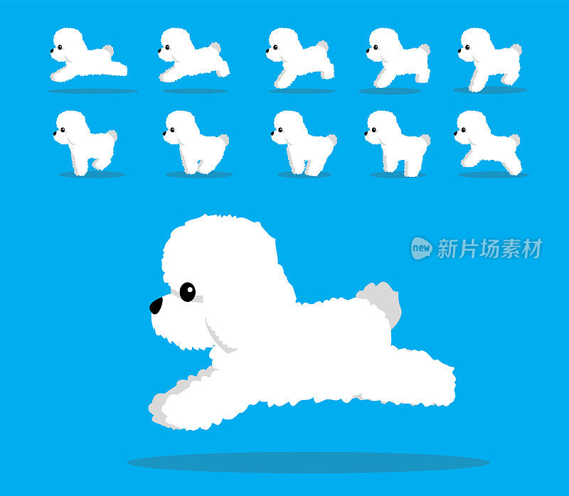 Animal Animation Sequence Dog Bichon Frise Cartoon Vector